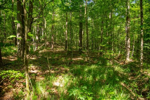 Bomar-Rec-Lots-50 (1)