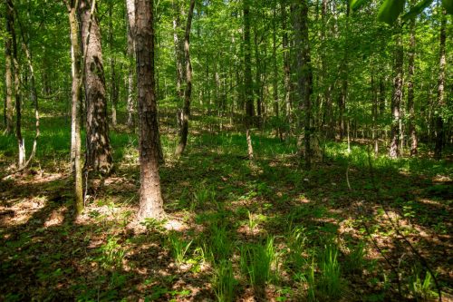 Bomar-Rec-Lots-51