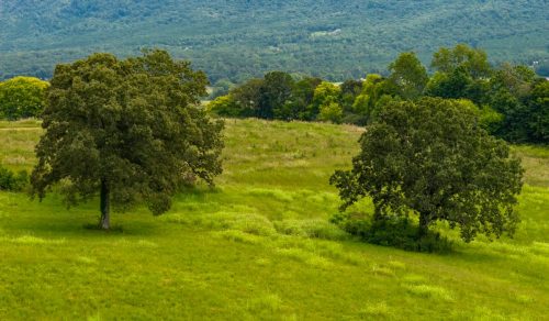 Etowah-TN-35