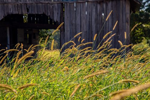 Livingston-Day-One-29