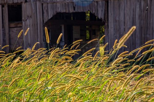 Livingston-Day-One-31