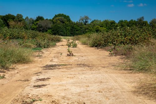 Livingston-Day-One-72