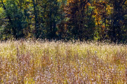 Livingston-Day-Two-082